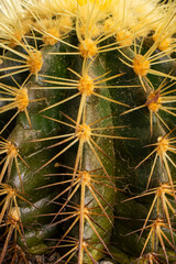 cactus close up © Camilo Peláez
