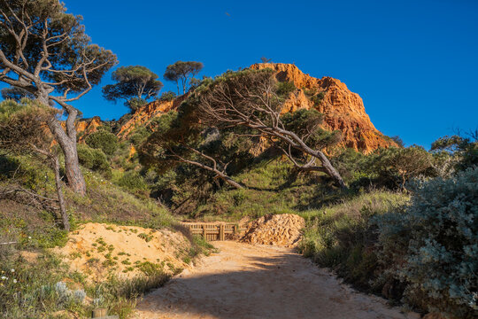 Sandy path leading to sandstone cliffs with pine trees in Albufeira Portugal