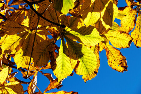 Golden Autumn Chestnut Leaves Against Blue Sky