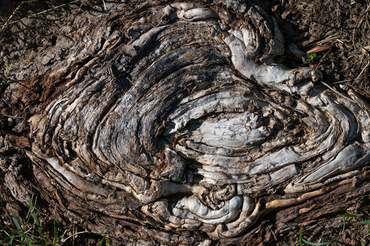 Close-up of a weathered root protruding from the ground. The grain is clearly visible.