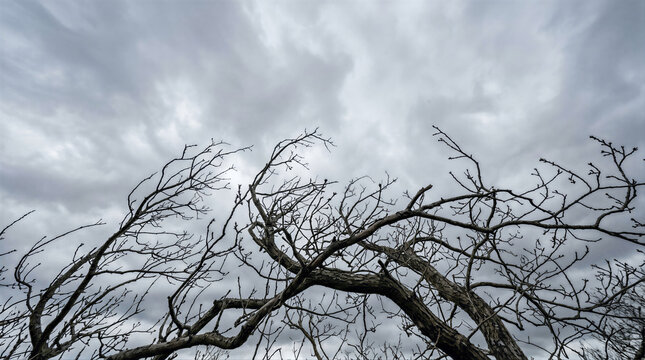 Bare twisted tree branch without leaf against overcast gray cloudy sky. Gloomy winter nature background with leafless silhouette. Melancholy seasonal landscape for moody design and environment concept