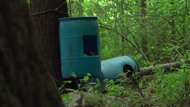 A close up view of a large black raven perched next to blue bear baiting barrels before suddenly taking flight, spreading its wings, and flying away out of frame in a green summer forest.