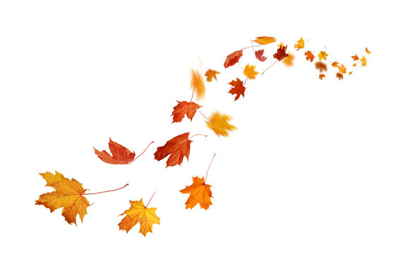 Harvest Season Leaf Pile. Swirling autumn leaves &ndash; Isolated on transparent Background
