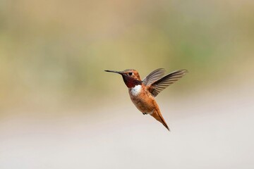 Fototapeta premium Rufous Hummingbird - flight