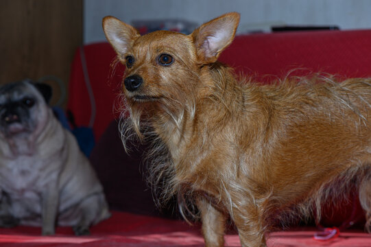 Commercial stock photo of a scruffy terrier mix and a pug together on a couch