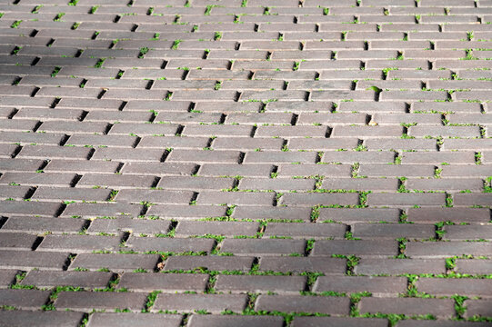 Surface of concrete eco-paving blocks with green grass growing inside gaps forming pedestrian pathway. Excellent for sustainable landscape design, eco-friendly walkway and urban paving ideas