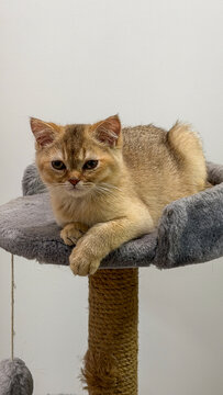 Relaxing British Shorthair kitten resting on cat tree platform with calm expression in cozy modern home interior.
