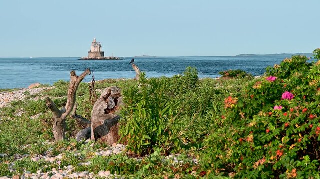 Fishers Island, New York, United States - Through Beach Roses, a Seagull Approaches a Small Bird Perched on Driftwood Before It Takes Flight off the Coast of Race Rock Lighthouse