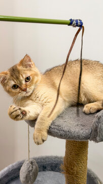 British Shorthair kitten entertaining with interactive toy creating playful pet lifestyle moment indoors.