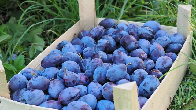 Fresh ripe plums filling a wooden crate in a green garden