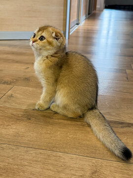 Resting Scottish Fold kitten enjoying peaceful moment on floor with soft natural light and calm expression. 