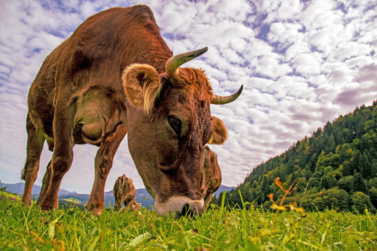 Kuh - Allg&auml;u - Braunvieh - Landwirtschaft