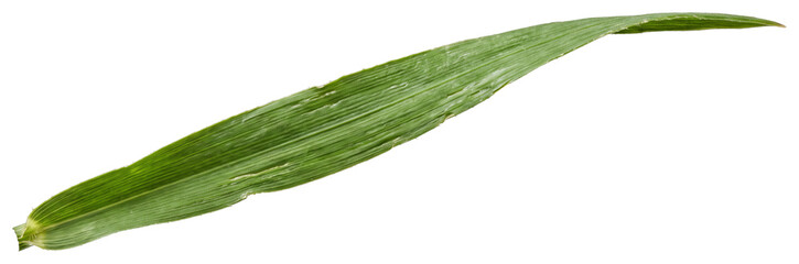Obraz premium Long narrow green leaf with pointed tip and veins