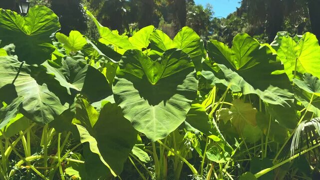 Lush green elephant ear alocasia plant leaves growing outdoors in Batumi botanical garden under bright summer sunlight. Exotic tropical flora foliage concept.