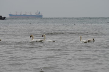 swans birds and seagulls in Black sea at Varna - BG © Miralem