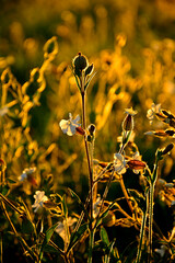 Lepnica biała, bniec łąkowy, (Silene latifolia), kwitnąca lepnica w promieniach zachodzącego słońca, flowers white campion bloom on a meadow, illuminated by the warm, golden light of a setting sun  © kateej