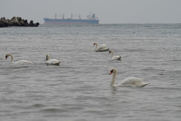 swans birds and seagulls in Black sea at Varna - BG © Miralem