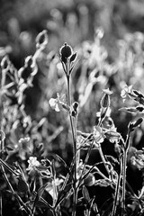 Lepnica biała, bniec łąkowy, (Silene latifolia), kwitnąca lepnica czarno-białe, White campion flowers blooming in the meadow, black and white.  © kateej
