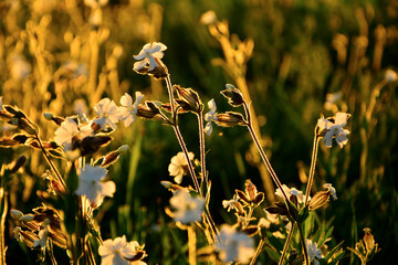 Lepnica biała, bniec łąkowy, (Silene latifolia), kwitnąca lepnica w promieniach zachodzącego słońca, flowers white campion bloom on a meadow, illuminated by the warm, golden light of a setting sun  © kateej