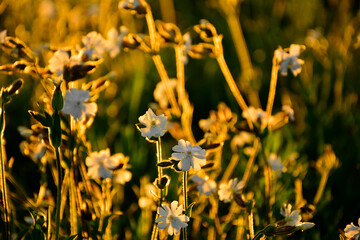 Lepnica biała, bniec łąkowy, (Silene latifolia), kwitnąca lepnica w promieniach zachodzącego słońca, flowers white campion bloom on a meadow, illuminated by the warm, golden light of a setting sun  © kateej