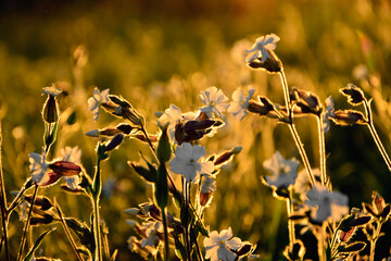Lepnica biała, bniec łąkowy, (Silene latifolia), kwitnąca lepnica w promieniach zachodzącego słońca, flowers white campion bloom on a meadow, illuminated by the warm, golden light of a setting sun  © kateej