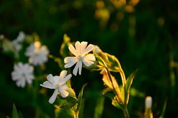 Lepnica biała, bniec łąkowy, (Silene latifolia), kwitnąca lepnica w promieniach zachodzącego słońca, flowers white campion bloom on a meadow, illuminated by the warm, golden light of a setting sun  © kateej