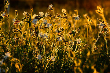 Lepnica biała, bniec łąkowy, (Silene latifolia), kwitnąca lepnica w promieniach zachodzącego słońca, flowers white campion bloom on a meadow, illuminated by the warm, golden light of a setting sun  © kateej