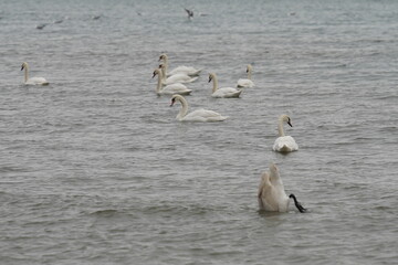 swans birds and seagulls in Black sea at Varna - BG © Miralem