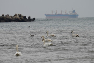 swans birds and seagulls in Black sea at Varna - BG © Miralem