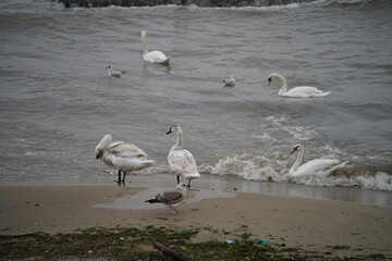 swans birds and seagulls in Black sea at Varna - BG © Miralem