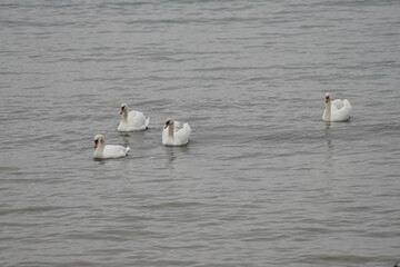 swans birds and seagulls in Black sea at Varna - BG © Miralem