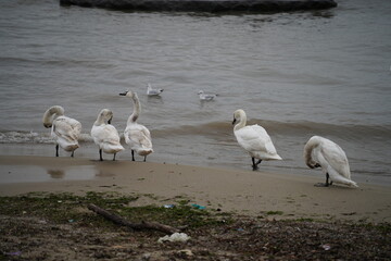 swans birds and seagulls in Black sea at Varna - BG © Miralem