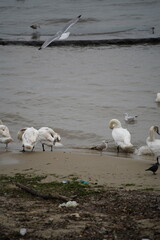 swans birds and seagulls in Black sea at Varna - BG © Miralem
