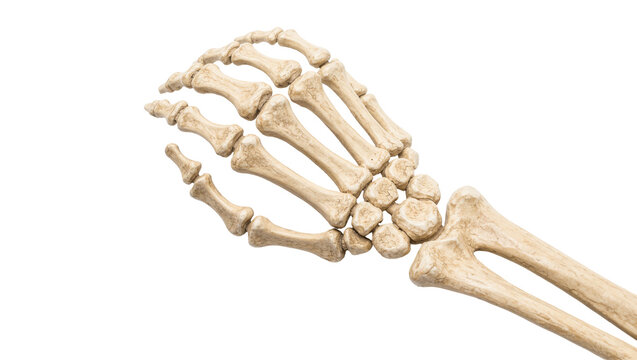 Human wrist and hand bones anatomical detail, isolated on transparent background