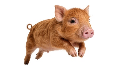 Cute ginger piglet jumping, isolated on transparent background © bigpng