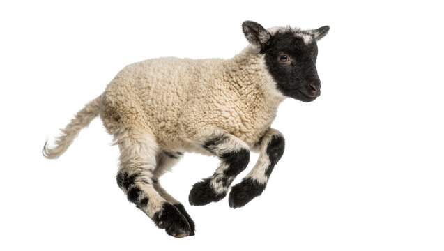 Black and white spotted lamb running, isolated on transparent background