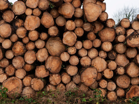Stack of freshly cut logs, showing natural wood grain and bark texture. Ideal for forestry, construction, or rustic-themed projects. Clean, detailed view of raw timber ready for use