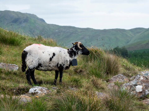 Shorn wool sheep graze on grassy hills under cloudy skies. Rocky terrain slopes upward toward distant green mountains. Scene feels calm and natural, perfect for nature, travel industry