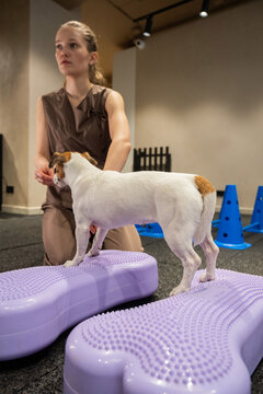 A Jack Russell Terrier dog in a balance training session. 