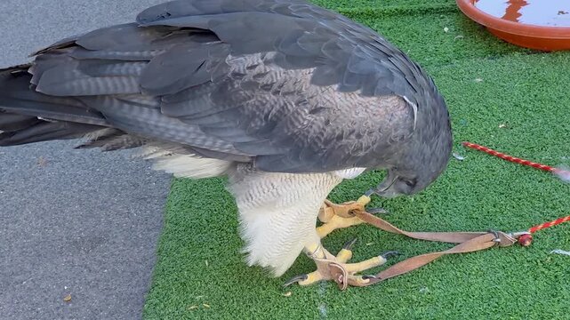 Black-chested buzzard-eagle (Geranoaetus melanoleucus) perched on a falconry display stand, side profile close-up