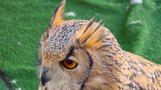 Extreme macro close up profile of an Eurasian eagle-owl (Bubo bubo) featuring bright orange eye, ear tufts, and detailed plumage.