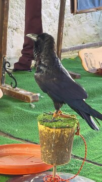 Majestic Common Raven (Corvus corax) close-up, standing with falconry jesses in slow motion, glossy black plumage and detailed beak.