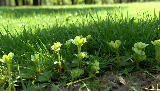 Scenic 4K meadow stock video capturing a wide field of vibrant green grass sprinkled with delicate small wild blossoms highlighting subtle spring flora in high resolution