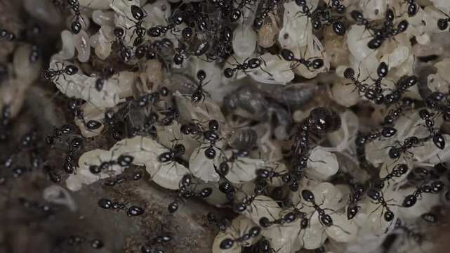 Macro view of black ants tending to white larvae inside nest