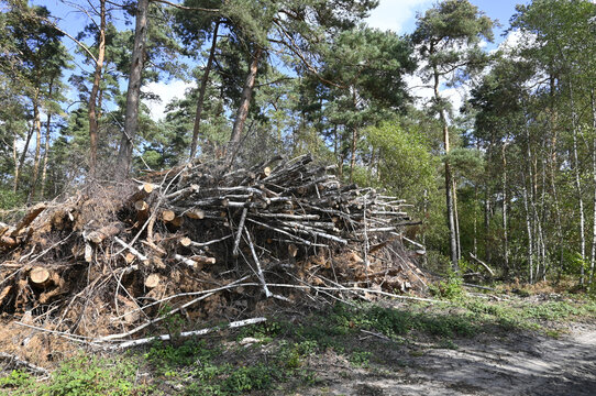 baumreste