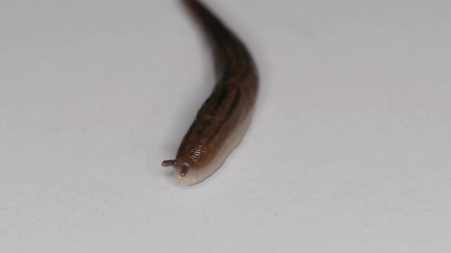 Tokyo, Japan - Spetember 11, 2026: Closeup of a slug or limacon