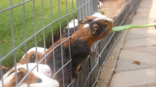 Several Guinea Pigs Were Fed Vegetables from the Wire Fence of Their Cage