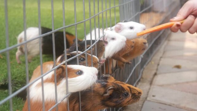 Several Guinea Pigs Were Fed Vegetables from the Wire Fence of Their Cage