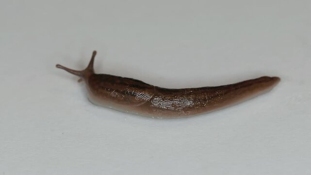Tokyo, Japan - Spetember 11, 2026: Closeup of a slug or limacon