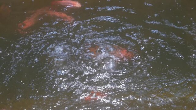 The surface of the goldfish and tilapia ponds is orange